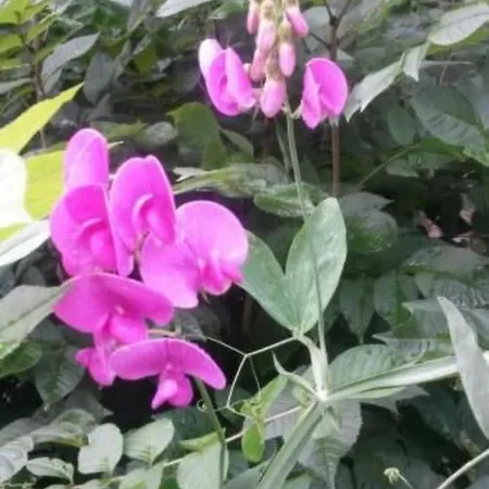 Baer By Interhome Apartment Baiersbronn