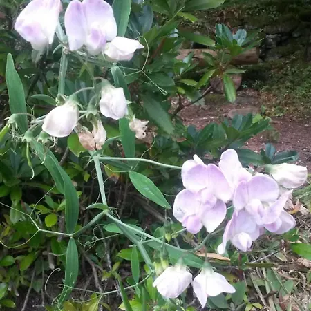 Baer By Interhome Apartment