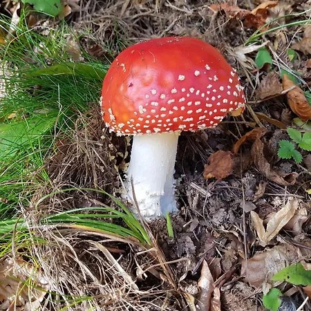 Apartment Baer By Interhome