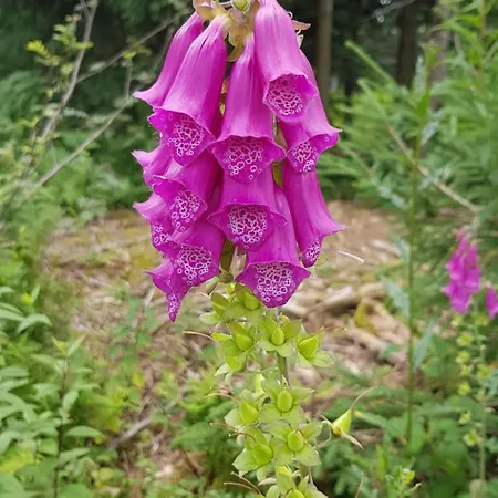 Apartment Baer By Interhome *