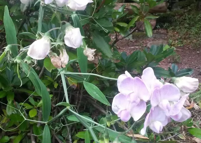 Baer By Interhome Appartement