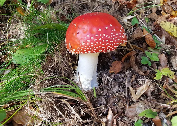 Appartement Baer By Interhome