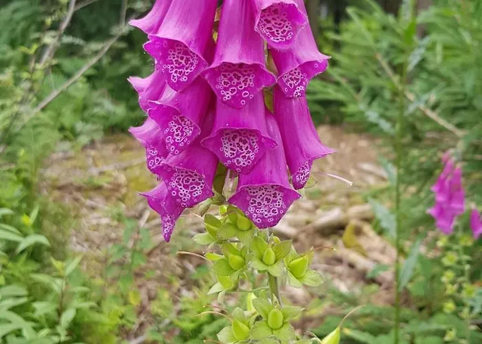 Appartement Baer By Interhome *