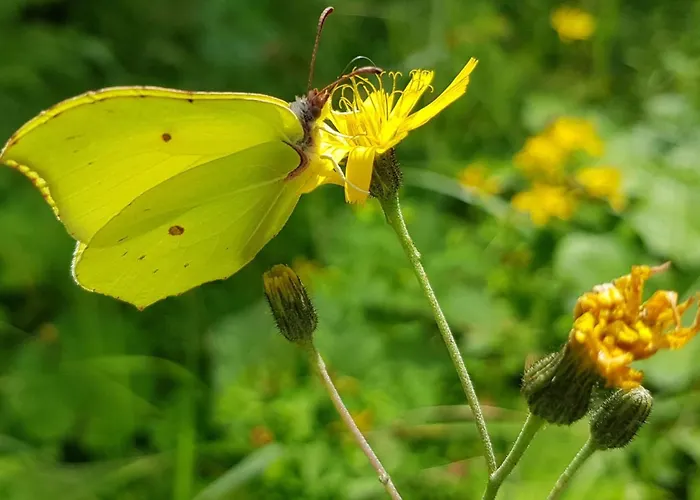 Baer By Interhome Appartement Baiersbronn